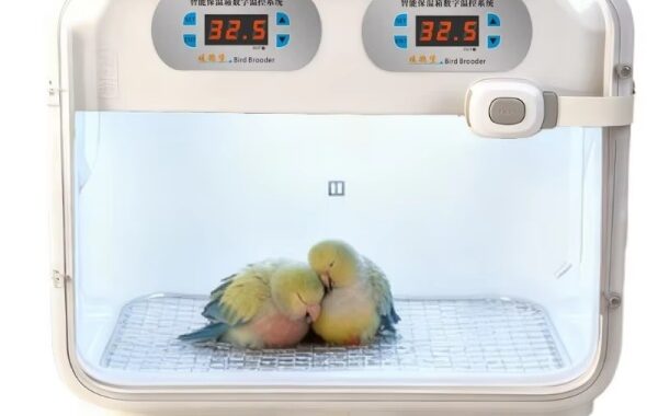 [알부화기] 집에서 부화 성공하는 법 — 자동 온도조절 앵무새 부화기 솔직 리뷰 (56% 할인)